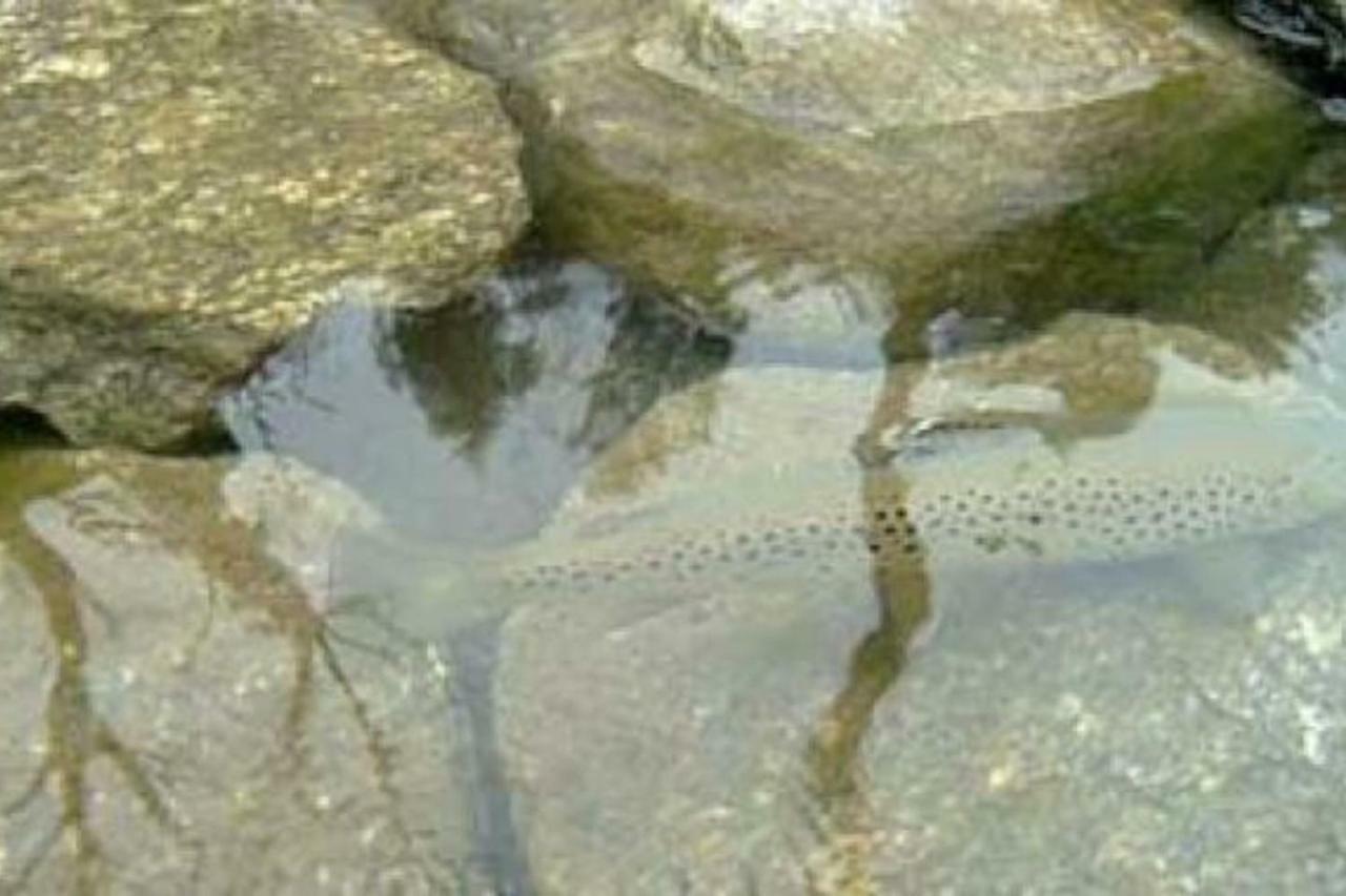 Il Bilocale Della Nonna Villa Locana Bagian luar foto